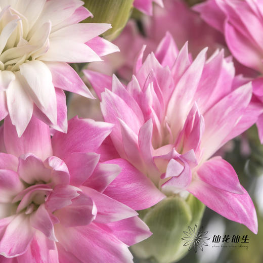 多头康乃馨 | 粉色星太子 商品图0