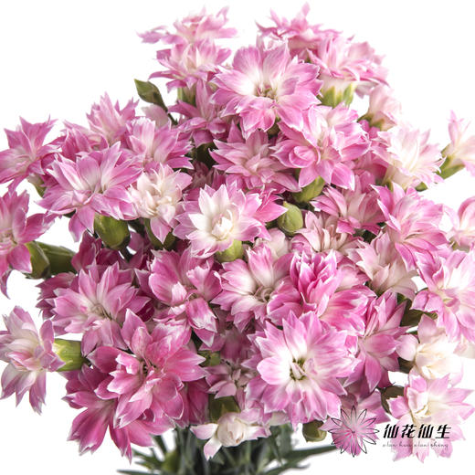 多头康乃馨 | 粉色星太子 商品图7
