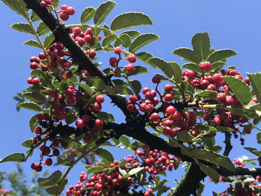 【成都米其林餐厅都在用】新产季 汉源牛市坡贡椒/花椒与花椒油 一大口定制 商品图1