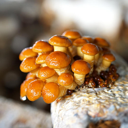 【现采滑子菇、赤松茸组合】武川蘑菇基地现采 新鲜有机 鲜香味美 商品图4