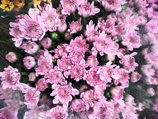 菊花-上海小菊-粉妍-10枝/扎 商品图4