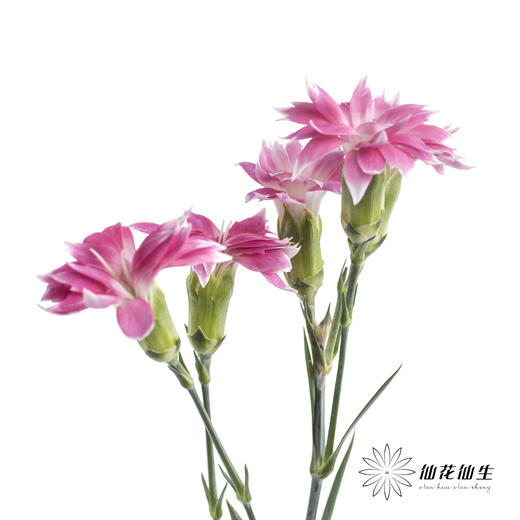 多头康乃馨 | 粉色星太子 商品图4