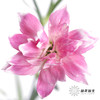 多头康乃馨 | 粉色星太子 商品缩略图5
