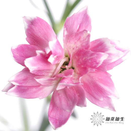 多头康乃馨 | 粉色星太子 商品图5