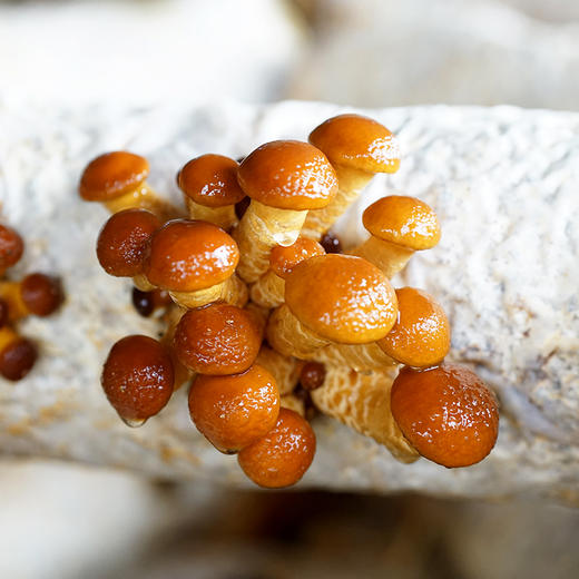 【现采滑子菇、赤松茸组合】武川蘑菇基地现采 新鲜有机 鲜香味美 商品图1