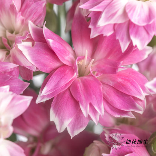多头康乃馨 | 粉色星太子 商品图6