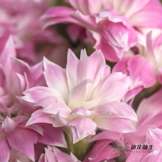 多头康乃馨 | 粉色星太子 商品图2
