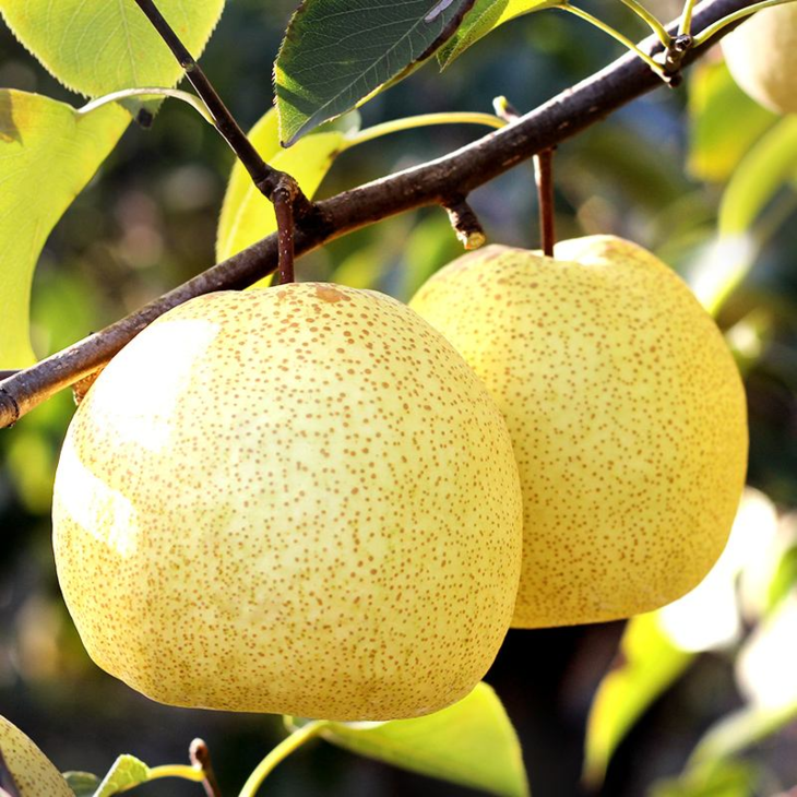 陕西蒲城 酥梨 5斤装 爽脆多汁 咬一口流一手 - 广州日报电商