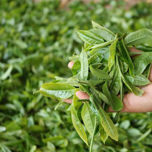 坝歪古茶 冰岛普洱茶 生/熟茶可选 357g/饼（新款） 商品图4