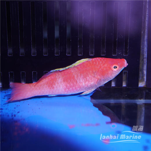黄鳍仙子龙 商品图4