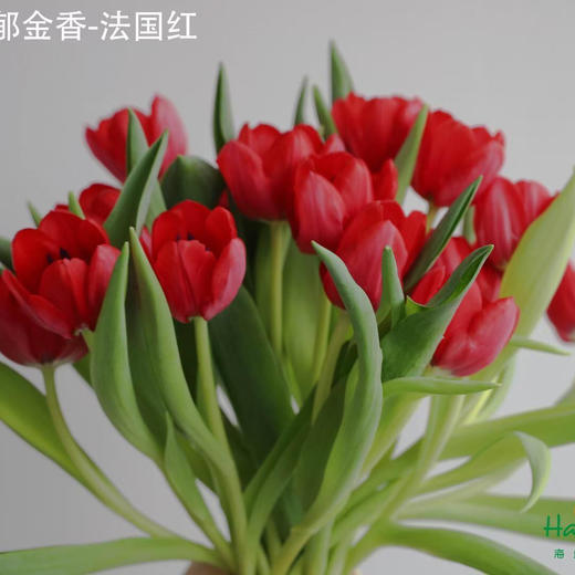 海盛郁金香-红色-10支/扎 商品图0