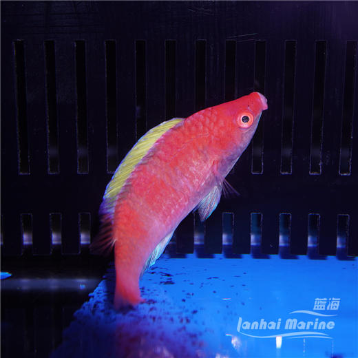 黄鳍仙子龙 商品图2