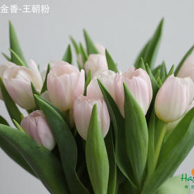 海盛郁金香-浅粉色-王朝粉-10枝/扎