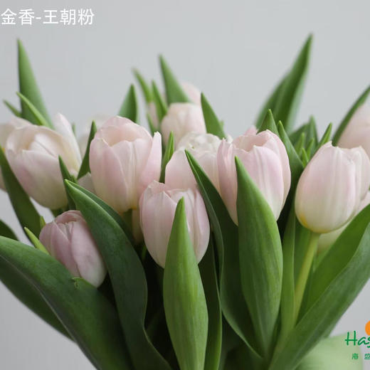海盛郁金香-浅粉色-王朝粉-10枝/扎 商品图0