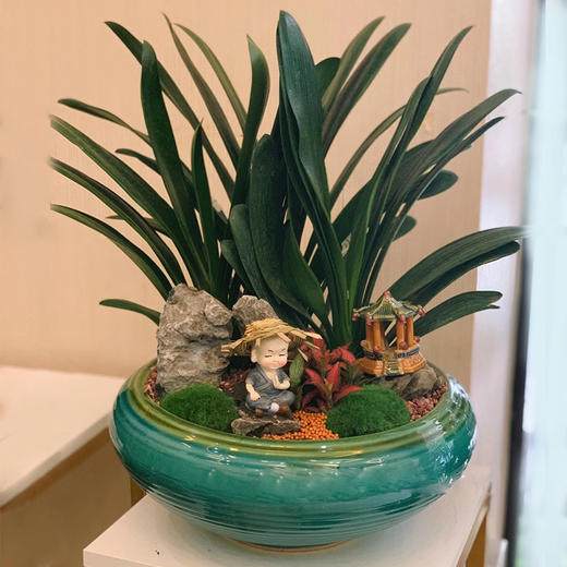 精美大气君子兰墨兰金钱兜福禄桐发财树盆栽桌面组合组装盆景送生日