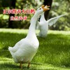 鲜冻大头老鹅4千克 商品缩略图2