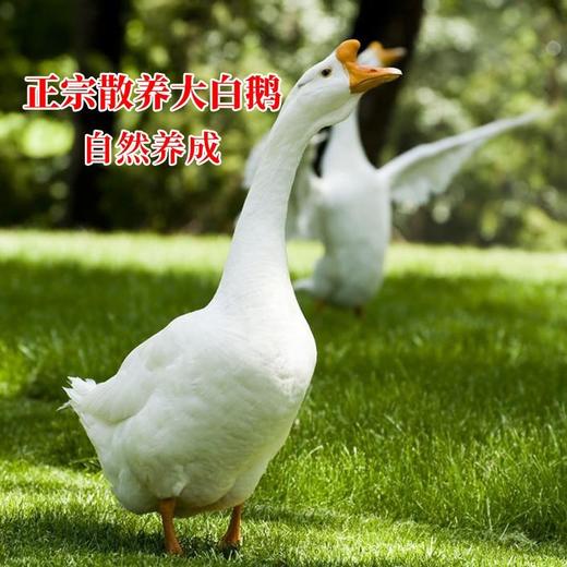 鲜冻大头老鹅4千克 商品图2