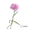 单头康乃馨 | 蓝姬 商品缩略图3