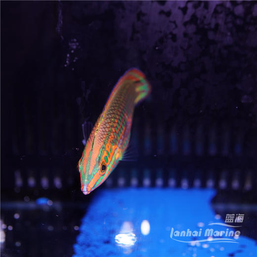 圣诞龙/绿鳍珍珠龙（除蚓螺） 商品图4
