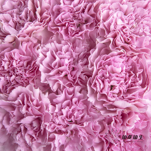 单头康乃馨 | 蓝姬 商品图5