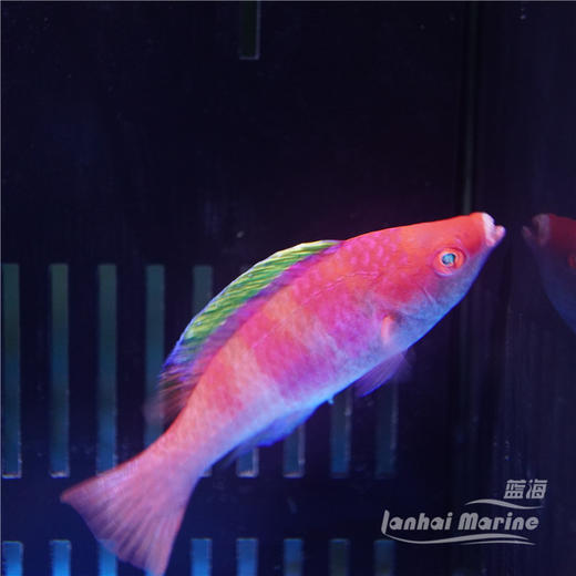 黄鳍仙子龙 商品图1
