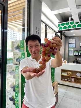 有机葡萄  5斤装 果大味甜，素有巨峰的个头，玫瑰香的味道 买五赠1（限济南市）