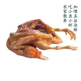 鲜冻红头雁3.75千克左右