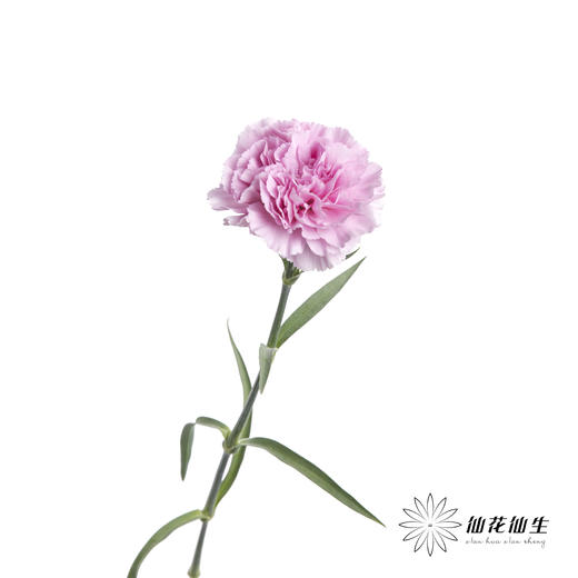 单头康乃馨 | 蓝姬 商品图2