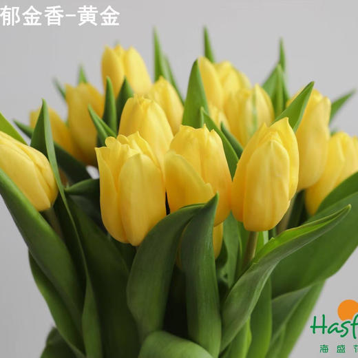 海盛郁金香-黄金-10支/扎 商品图0
