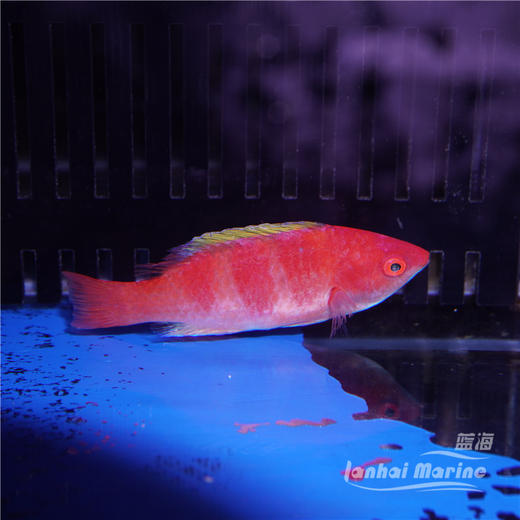 黄鳍仙子龙 商品图6