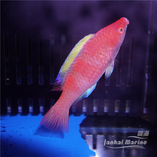 黄鳍仙子龙 商品图3