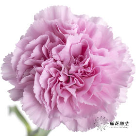 单头康乃馨 | 蓝姬