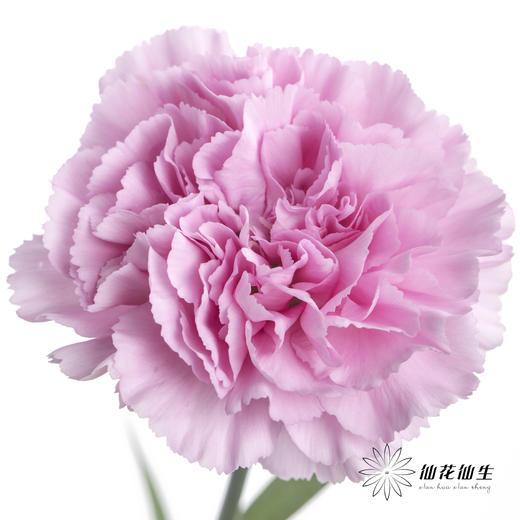 单头康乃馨 | 蓝姬 商品图1