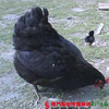 【珠三角包邮】180天雪山黑脚草鸡 2.0-2.4斤/只（次日到货） 商品缩略图1