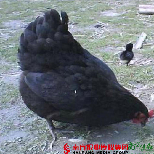 【珠三角包邮】180天雪山黑脚草鸡 2.0-2.4斤/只（次日到货） 商品图1