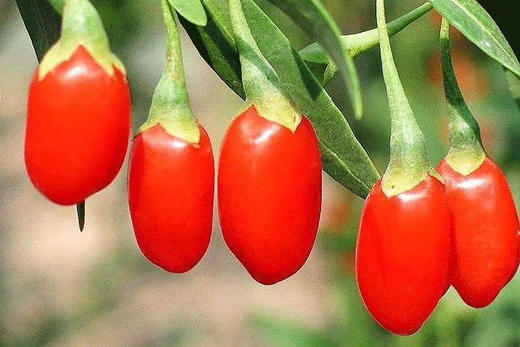 9182青海诺木洪生产特级大粒枸杞软糯炒鸡甜少量