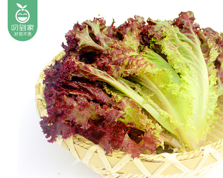 山东新鲜红叶生菜1份200250g