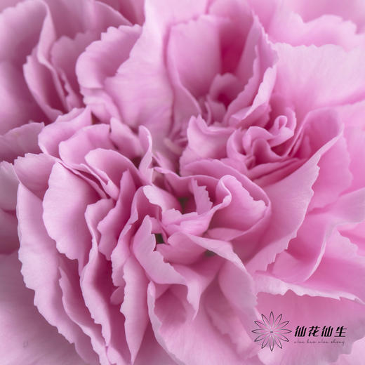 单头康乃馨 | 蓝姬 商品图4