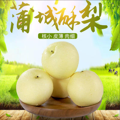 陕西蒲城 酥梨 5斤装 爽脆多汁 咬一口流一手 - 广州日报电商