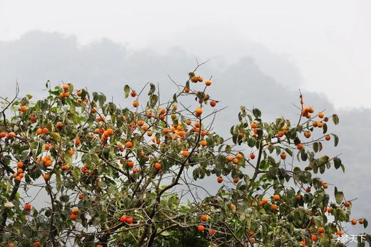 11月7号出发（从化）：桂峰村秋色（"小恭城"柿子红火挂枝头，"小龙脊"梯田稻浪涛涛） 商品图1