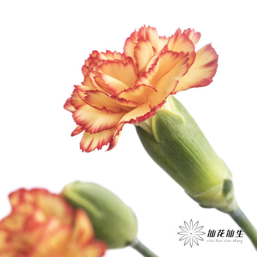 多头康乃馨 |卡林波 商品图1