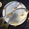 金鲳鱼 商品缩略图0