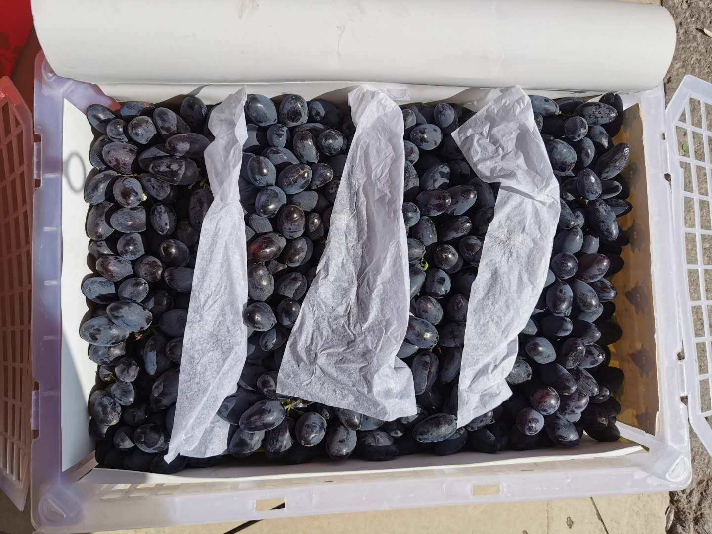 新疆吐鲁番黑无籽