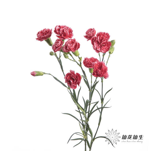 多头康乃馨 | 斯嘉丽 商品图4