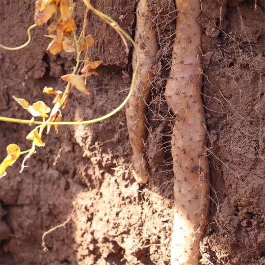 【花渐团购】焦作正宗无硫熏怀山药片 商品图5