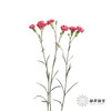 多头康乃馨 | 斯嘉丽 商品缩略图5