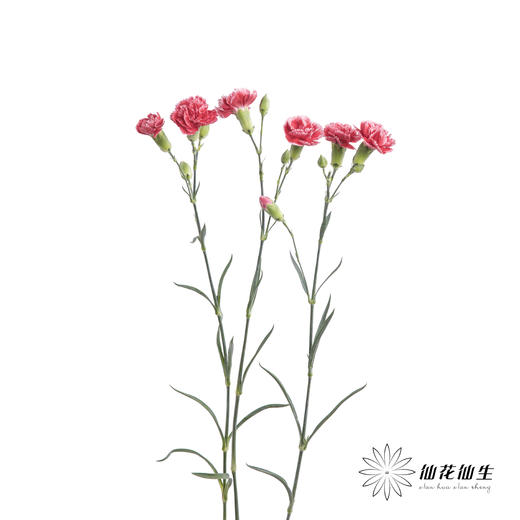 多头康乃馨 | 斯嘉丽 商品图5