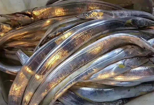 黄金带 商品图0