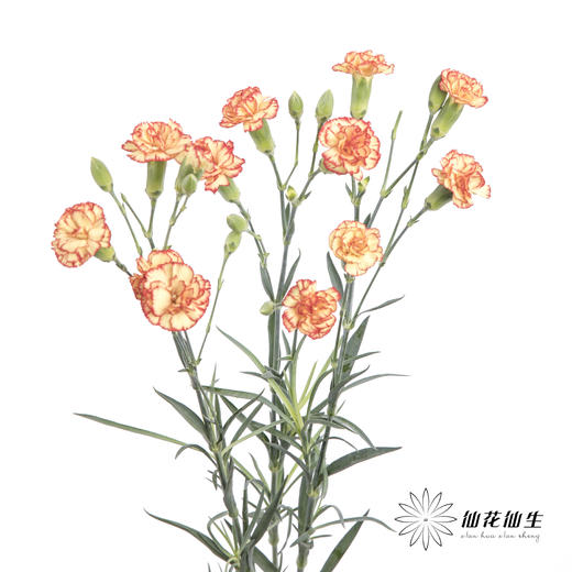 多头康乃馨 |卡林波 商品图5