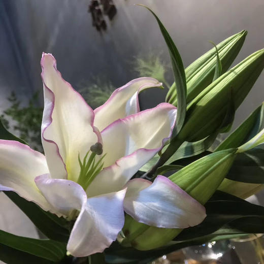 yh百合唇彩多头a级5支